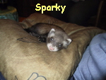 Sparky