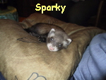 Sparky