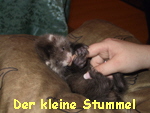 Der kleine Stummel