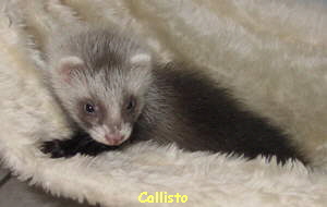 Callisto