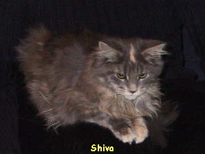 Shiva