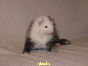 Akasha