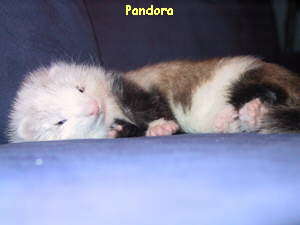 Pandora