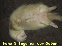 Fhe 3 Tage vor der Geburt