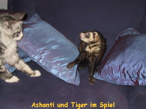 Ashanti und Tiger im Spiel